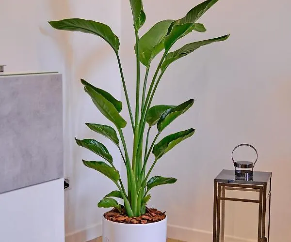 Apartamento Remuria Domus